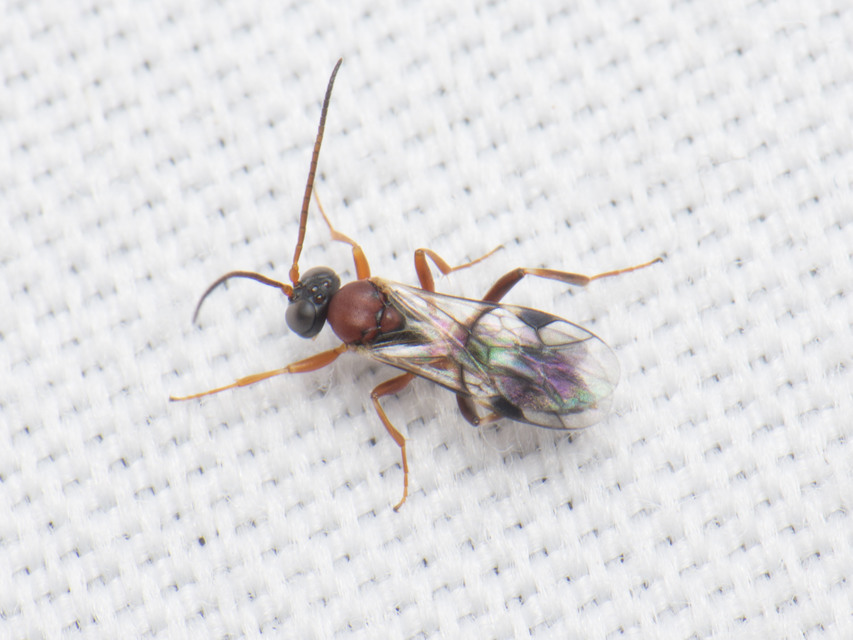 Cryptinae