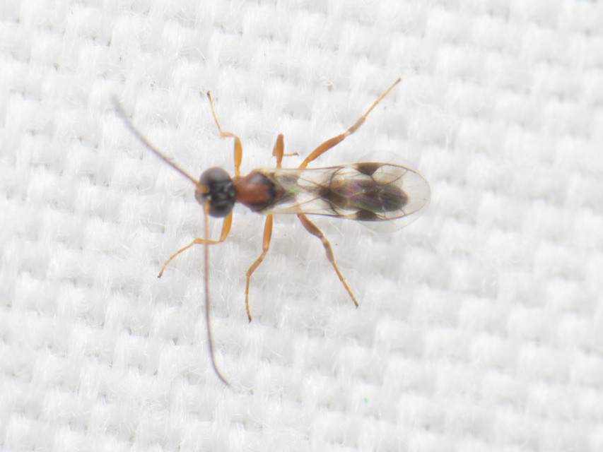 Cryptinae