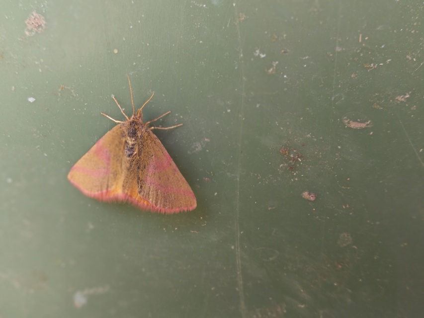 Lythria purpuraria - bíborsávos araszoló