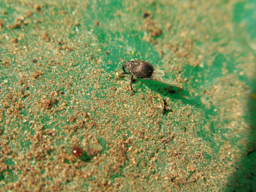 Ceutorhynchus typhae - pásztortáska-ceutormányos