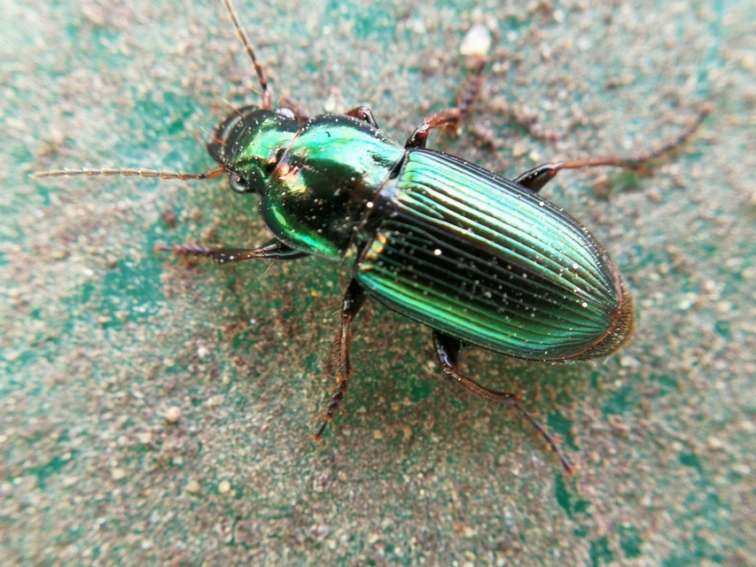 Harpalus distinguendus - mezei lomhafutó