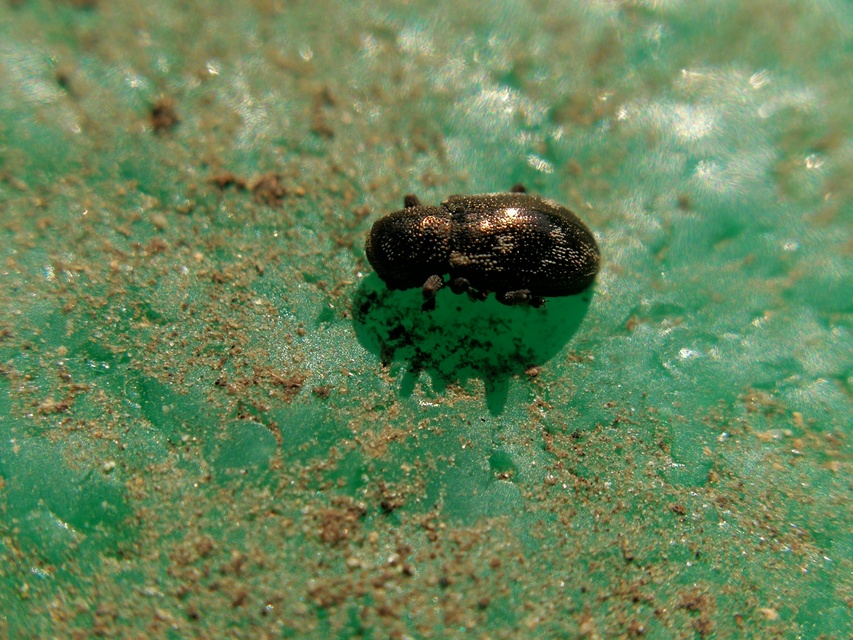 Pachnephorus