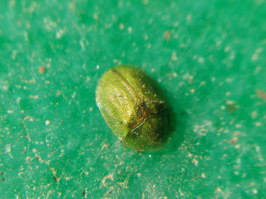Cassida