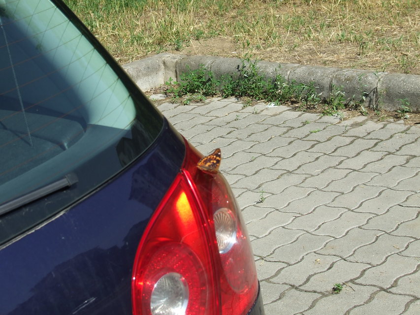 Apatura ilia - kis színjátszólepke