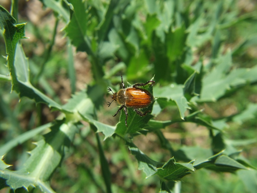 Chaetopteroplia segetum - rozsszipoly