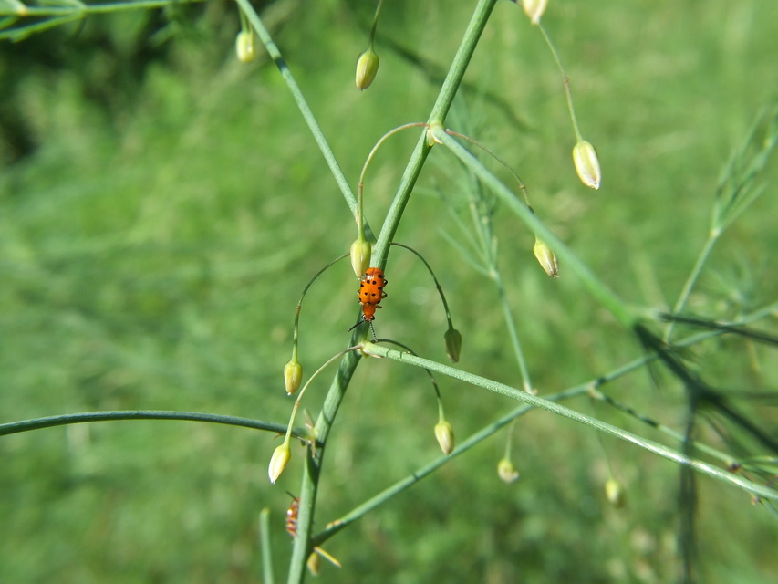 Crioceris duodecimpunctata - tizenkétpontos spárgabogár