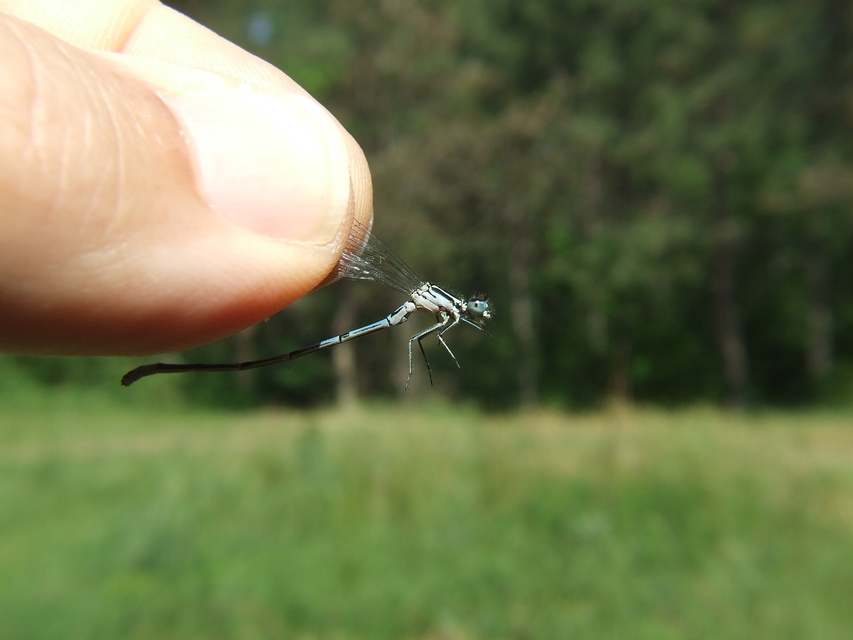 Coenagrion puella - azúrkék légivadász