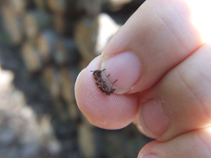 Thanasimus formicarius - vörösnyakú szúfarkas
