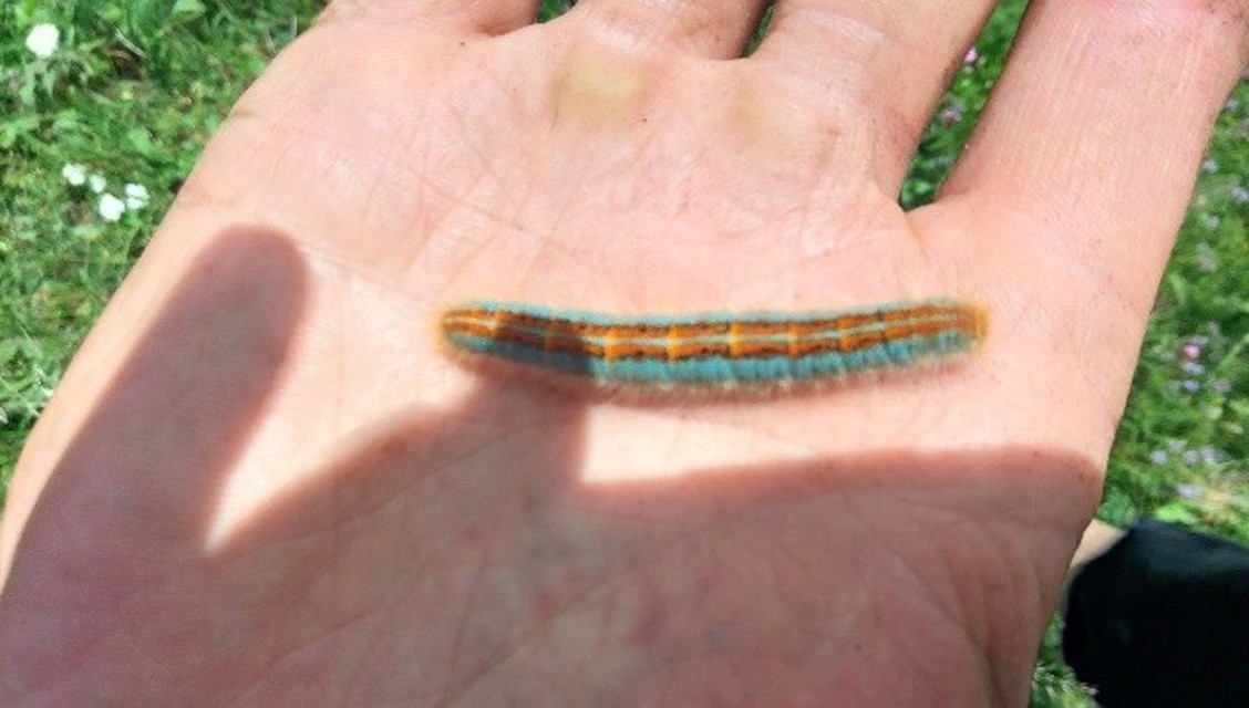 Malacosoma castrensis - kutyatejszövő
