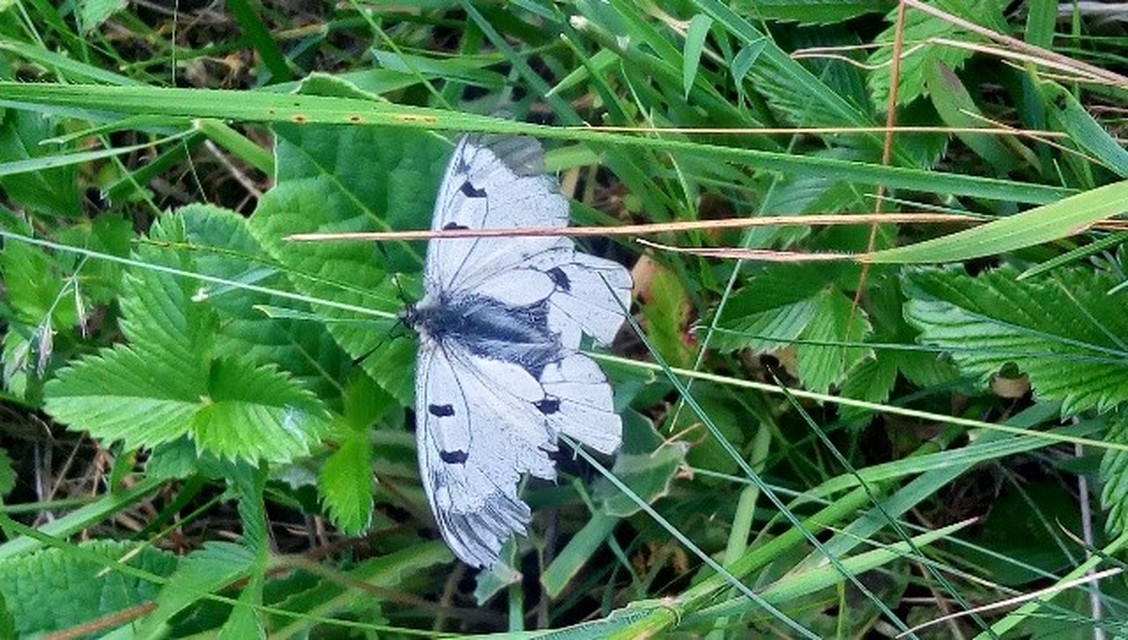 Parnassius mnemosyne - kis apollólepke