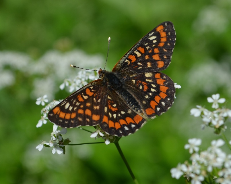 Euphydryas maturna - díszes tarkalepke