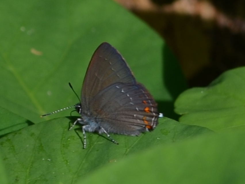 Satyrium ilicis - tölgyfa-csücsköslepke