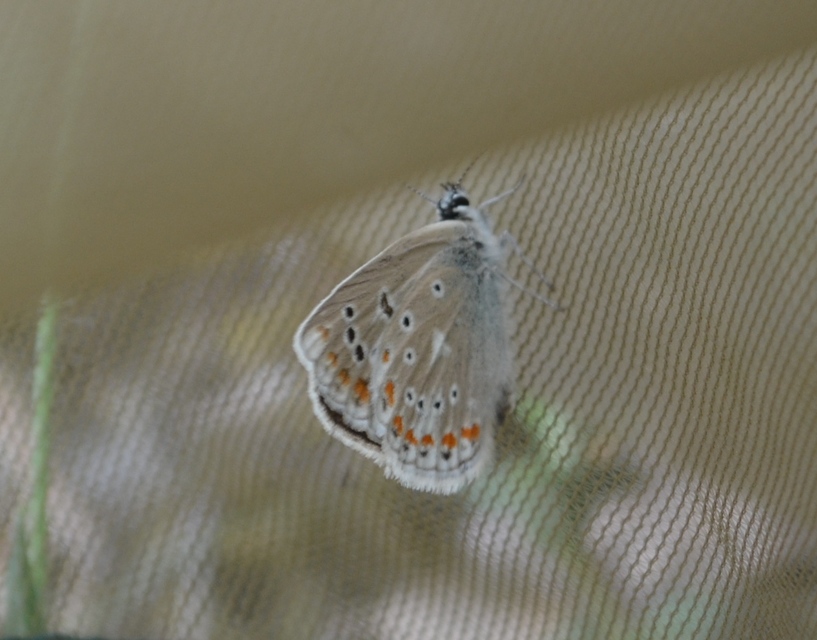 Polyommatus dorylas - fénylő boglárka