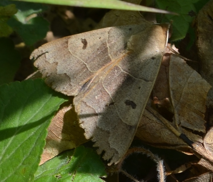 Minucia lunaris - nagy foltosbagoly