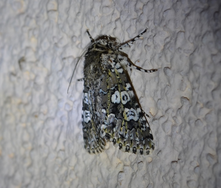 Lamprosticta culta - hármasfoltú bagoly