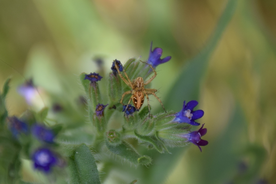 Oxyopes heterophthalmus - homoki hiúzpók