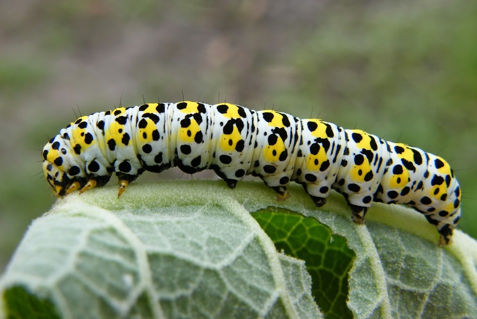 Shargacucullia gozmanyi/scrophulariae/verbasci
