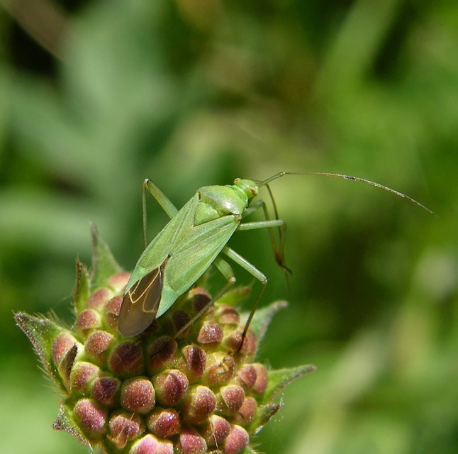 Calocoris affinis