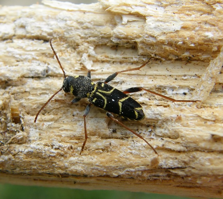 Xylotrechus antilope - fürge darázscincér