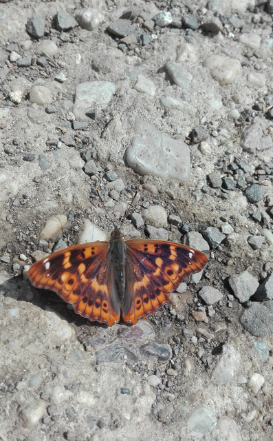 Apatura ilia - kis színjátszólepke