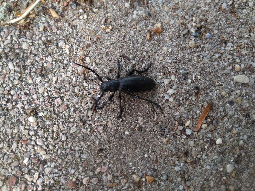 Dorcadion aethiops - fekete gyalogcincér