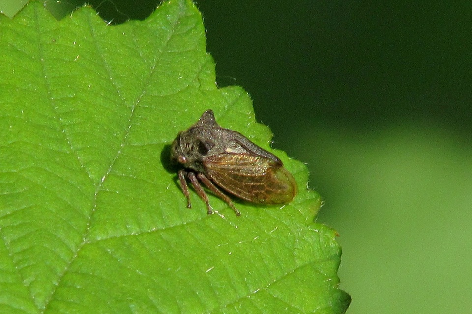Centrotus cornutus - szarvaskabóca