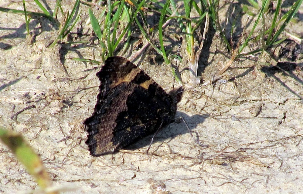 Nymphalis urticae - kis rókalepke