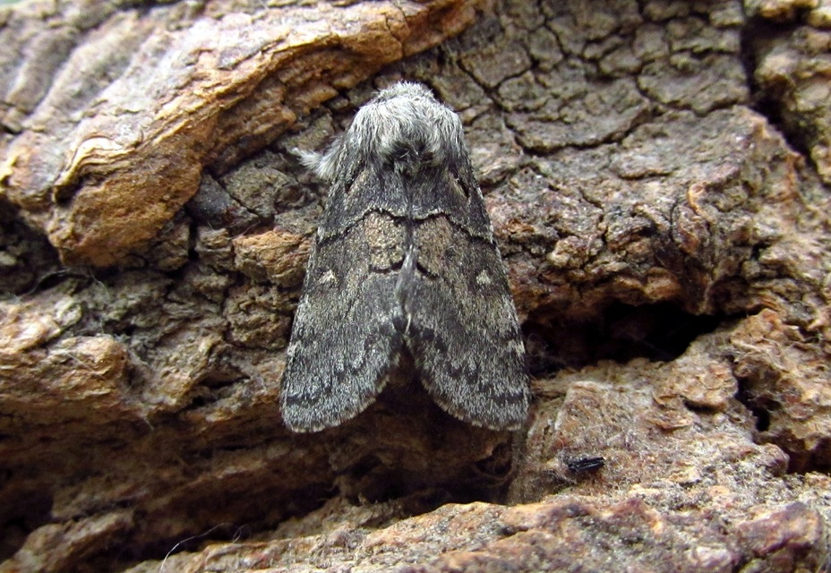 Gluphisia crenata - kormos púposszövő
