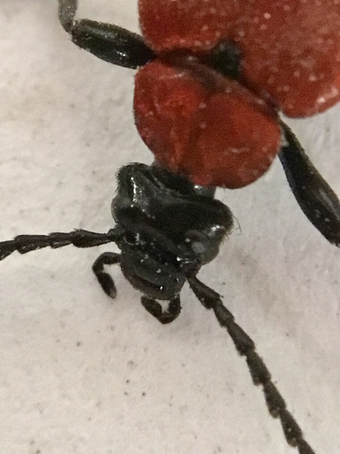 Pyrochroa coccinea - nagy bíborbogár