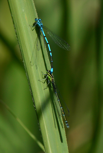Coenagrion puella - azúrkék légivadász