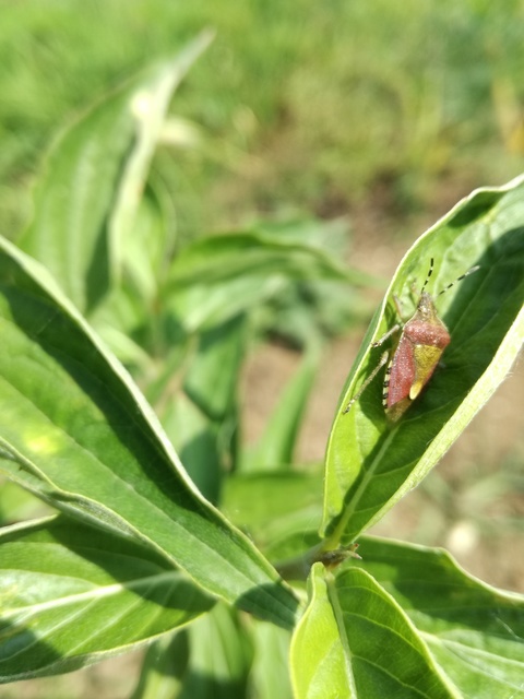Dolycoris baccarum - közönséges bogyómászó-poloska Dolycoris baccarum - közönséges bogyómászó-poloska