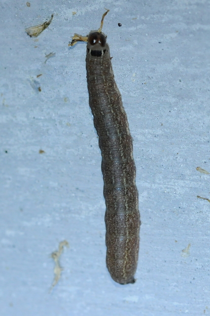 Conistra