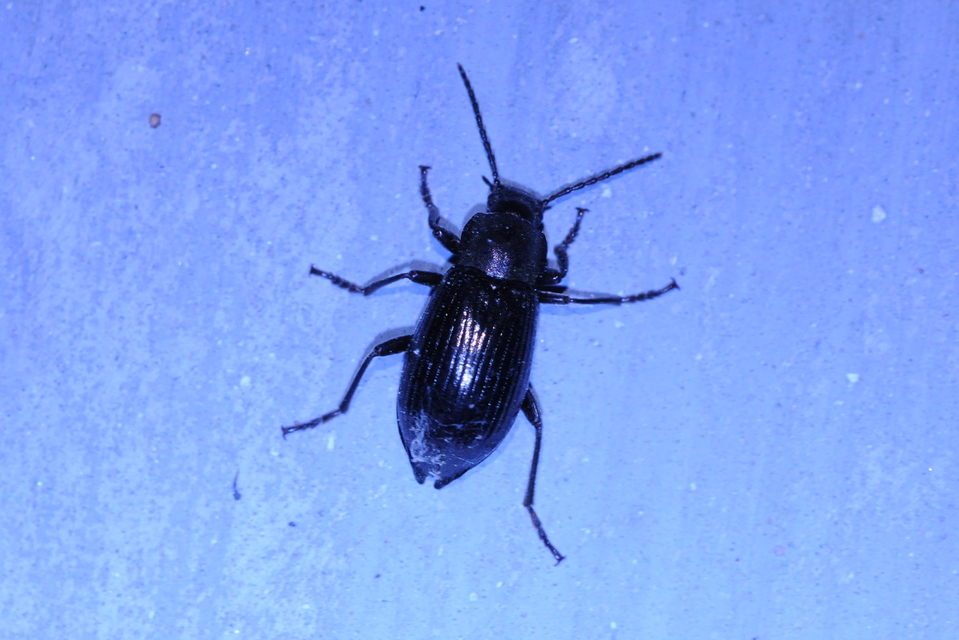 Stenomax aeneus - bronzos gyászbogár