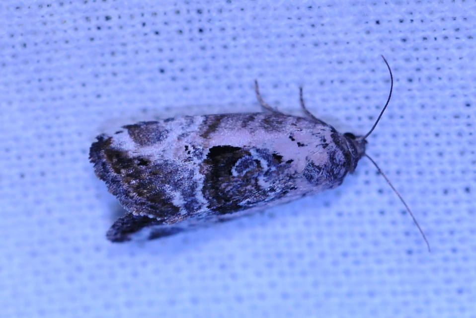 Hapalotis venustula - rózsaszínű mázasbagoly