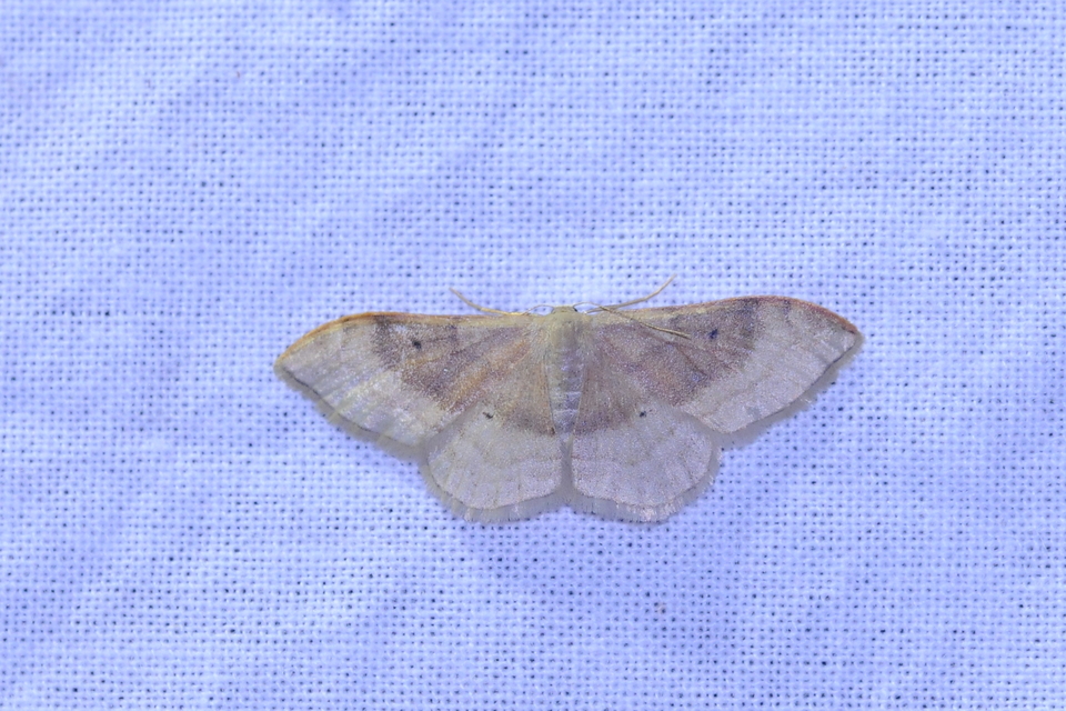 Idaea degeneraria - barnasávos araszoló