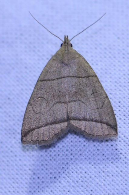 Herminia grisealis - ligeti karcsúbagoly