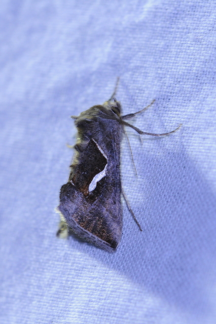 Macdunnoughia confusa - cseppfoltos ezüstbagoly