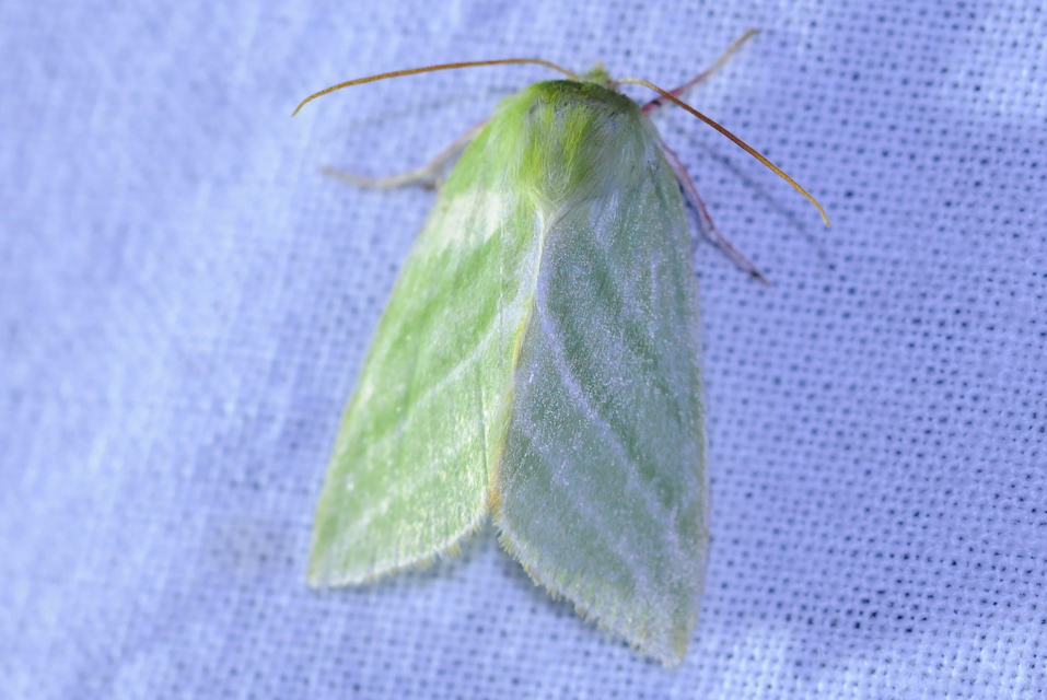 Pseudoips prasinana - bükkfa-zöldbagoly