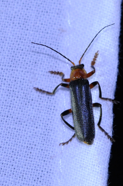 Cantharis livida - mezei lágybogár