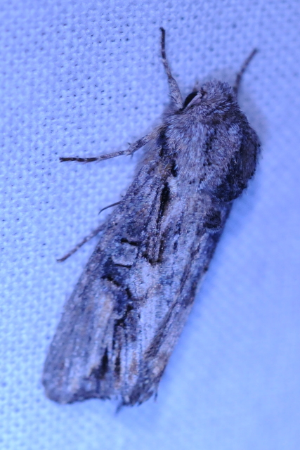 Egira conspicillaris - változékony szürkebagoly