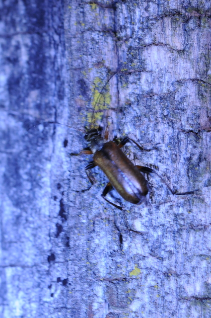 Cortodera humeralis - négyfoltos cserjecincér