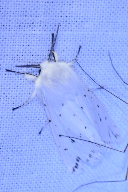 Spilosoma lubricipedum - tejszínű medvelepke
