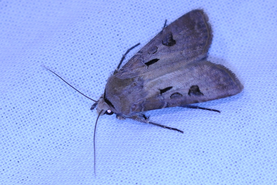 Agrotis exclamationis - felkiáltójeles földibagoly