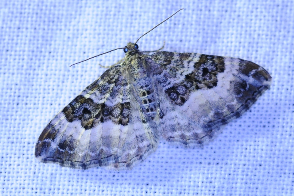 Epirrhoe alternata - galaj-tarkaaraszoló