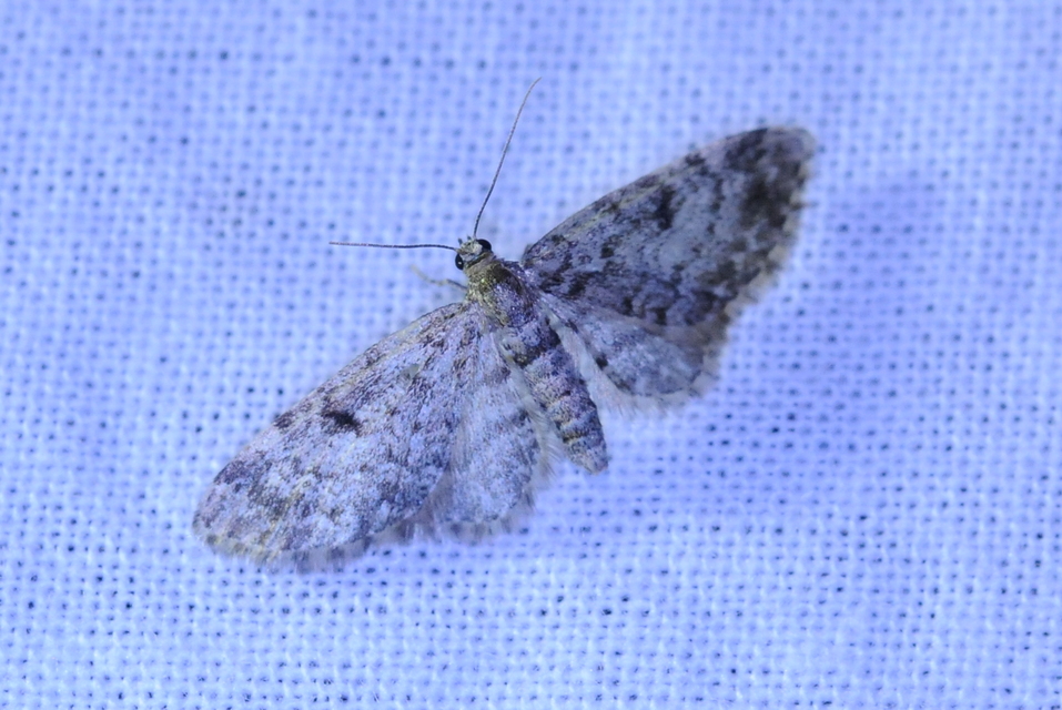 Eupithecia tantillaria - feketegyűrűs törpearaszoló