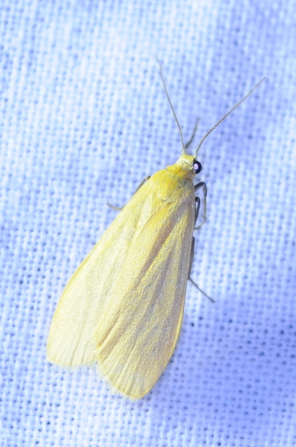 Eilema sororcula - sárga zuzmószövő