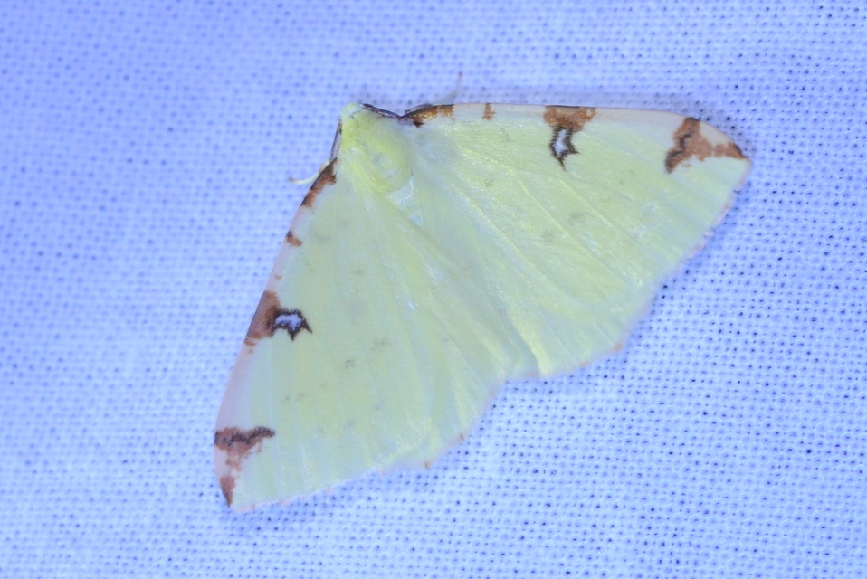 Opisthograptis luteolata - citromsárga araszoló