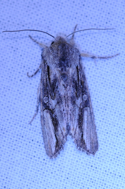 Egira conspicillaris - változékony szürkebagoly