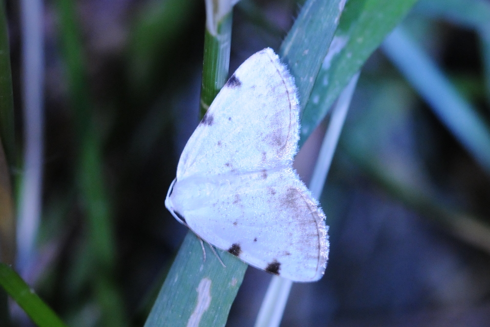 Lomographa bimaculata - kétpontos fehéraraszoló