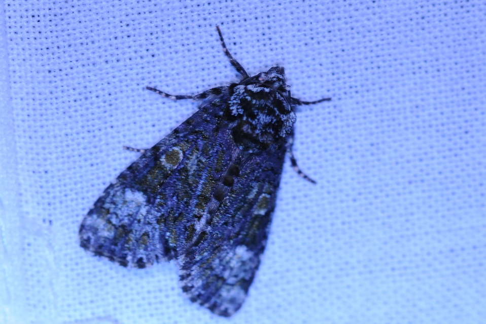 Craniophora ligustri - fagyalbagoly
